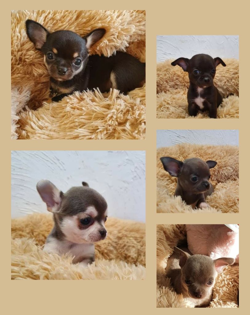 Chiot Chihuahua du Domaine Du Jardin d'Eden